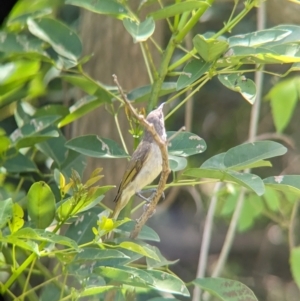 Lichmera indistincta at Rocklea, QLD - 3 Dec 2023