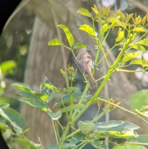 Lichmera indistincta at Rocklea, QLD - 3 Dec 2023