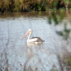 Pelecanus conspicillatus (Australian Pelican) at Rocklea, QLD - 3 Dec 2023 by Darcy