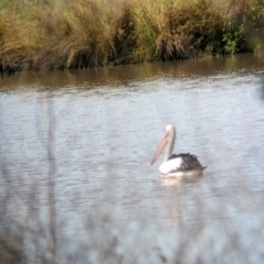 Pelecanus conspicillatus at Rocklea, QLD - 3 Dec 2023