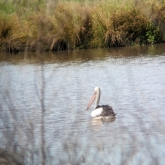 Pelecanus conspicillatus at Rocklea, QLD - 3 Dec 2023