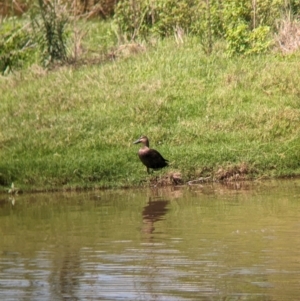 Anas superciliosa (Pacific Black Duck) at Rocklea, QLD by Darcy