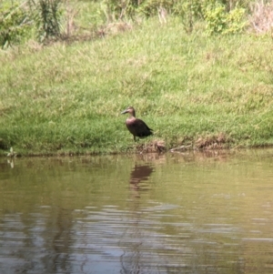 Anas superciliosa at Rocklea, QLD - 3 Dec 2023