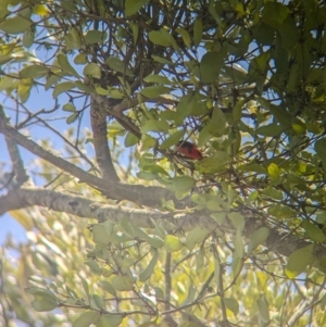 Myzomela sanguinolenta (Scarlet Honeyeater) at Rocklea, QLD by Darcy