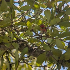 Myzomela sanguinolenta at Rocklea, QLD - 3 Dec 2023