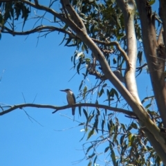 Todiramphus sanctus (Sacred Kingfisher) at Corinda, QLD - 3 Dec 2023 by Darcy