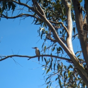 Todiramphus sanctus at Corinda, QLD - 3 Dec 2023 10:04 AM