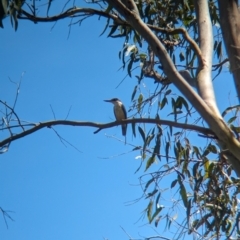 Todiramphus sanctus at Corinda, QLD - 3 Dec 2023