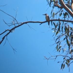 Todiramphus sanctus at Corinda, QLD - 3 Dec 2023 10:04 AM