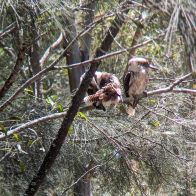 Dacelo novaeguineae (Laughing Kookaburra) at Corinda, QLD - 2 Dec 2023 by Darcy