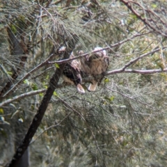 Dacelo novaeguineae at Corinda, QLD - 3 Dec 2023 10:09 AM