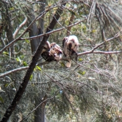 Dacelo novaeguineae at Corinda, QLD - 3 Dec 2023 10:09 AM