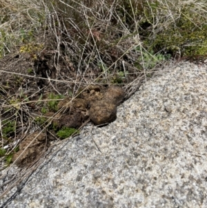 Vombatus ursinus at Namadgi National Park - suppressed