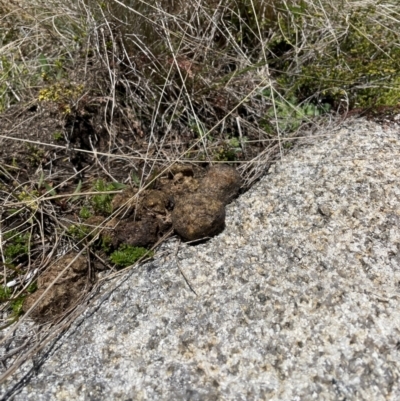 Vombatus ursinus (Bare-nosed Wombat) at Rendezvous Creek, ACT - 5 Dec 2023 by nathkay