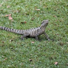 Intellagama lesueurii lesueurii (Eastern Water Dragon) at Brisbane City, QLD - 4 Dec 2023 by Darcy