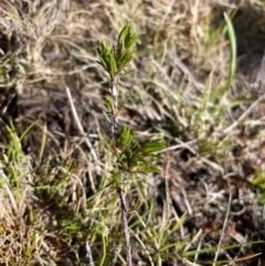 Pultenaea fasciculata (Bundled Bush-pea) at Namadgi National Park - 4 Dec 2023 by nath_kay