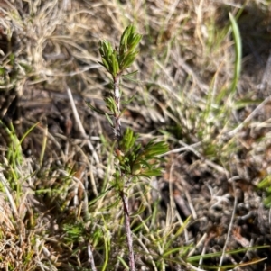 Pultenaea fasciculata at Namadgi National Park - 4 Dec 2023