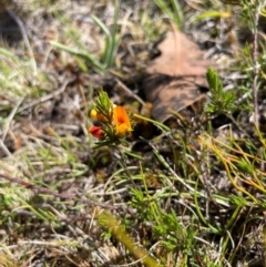 Pultenaea fasciculata at Namadgi National Park - 4 Dec 2023