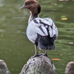 Chenonetta jubata (Australian Wood Duck) at Brisbane City, QLD - 4 Dec 2023 by Darcy