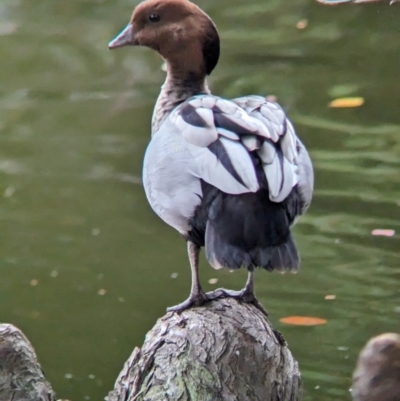 Chenonetta jubata (Australian Wood Duck) at Brisbane City, QLD - 3 Dec 2023 by Darcy