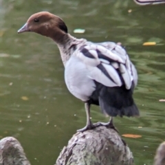 Chenonetta jubata at Brisbane City, QLD - 4 Dec 2023