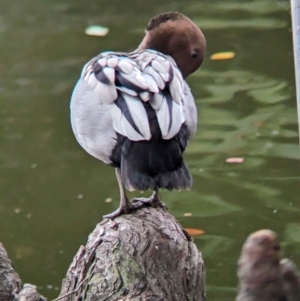 Chenonetta jubata at Brisbane City, QLD - 4 Dec 2023