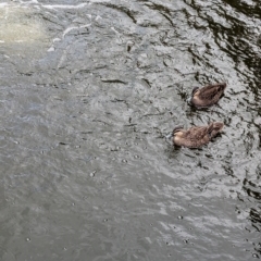 Anas superciliosa (Pacific Black Duck) at Brisbane City, QLD - 3 Dec 2023 by Darcy