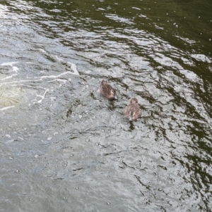 Anas superciliosa at Brisbane City, QLD - 4 Dec 2023 08:04 AM