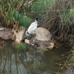 Threskiornis molucca (Australian White Ibis) at Brisbane City, QLD - 4 Dec 2023 by Darcy