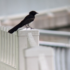 Rhipidura leucophrys (Willie Wagtail) at Brisbane City, QLD - 3 Dec 2023 by Darcy