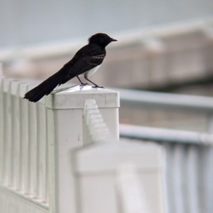 Rhipidura leucophrys at Brisbane City, QLD - 4 Dec 2023