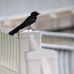 Rhipidura leucophrys (Willie Wagtail) at Brisbane City, QLD by Darcy