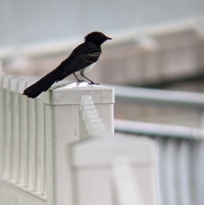 Rhipidura leucophrys (Willie Wagtail) at Brisbane City, QLD - 4 Dec 2023 by Darcy