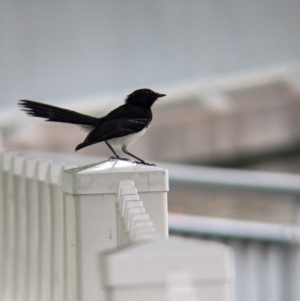 Rhipidura leucophrys at Brisbane City, QLD - 4 Dec 2023