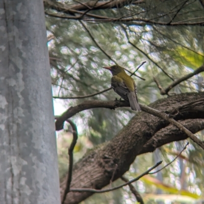 Oriolus sagittatus (Olive-backed Oriole) at Brisbane City, QLD - 4 Dec 2023 by Darcy