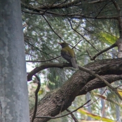 Oriolus sagittatus at Brisbane City, QLD - 4 Dec 2023 08:09 AM