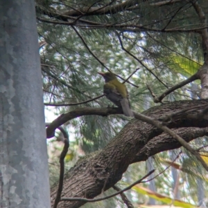 Oriolus sagittatus at Brisbane City, QLD - 4 Dec 2023 08:09 AM