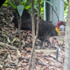 Alectura lathami (Australian Brush-turkey) at Brisbane City, QLD - 4 Dec 2023 by Darcy