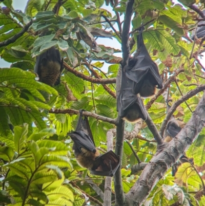 Unidentified Flying Fox or Other Megabat at Brisbane City, QLD - 3 Dec 2023 by Darcy