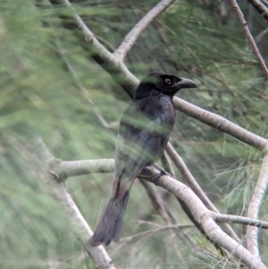 Dicrurus bracteatus at Brisbane City, QLD - 4 Dec 2023