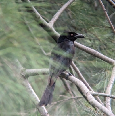 Dicrurus bracteatus (Spangled Drongo) at Brisbane City, QLD - 4 Dec 2023 by Darcy