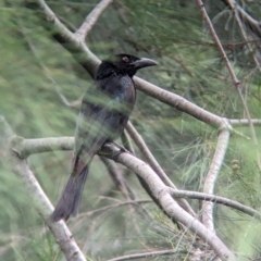 Dicrurus bracteatus at Brisbane City, QLD - 4 Dec 2023