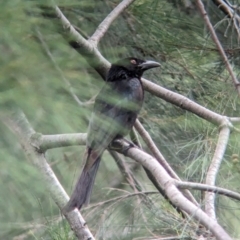 Dicrurus bracteatus at Brisbane City, QLD - 4 Dec 2023 08:18 AM