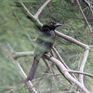 Dicrurus bracteatus at Brisbane City, QLD - 4 Dec 2023