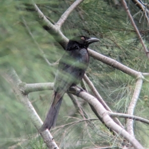 Dicrurus bracteatus at Brisbane City, QLD - 4 Dec 2023 08:18 AM