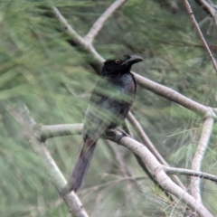 Dicrurus bracteatus at Brisbane City, QLD - 4 Dec 2023 08:18 AM