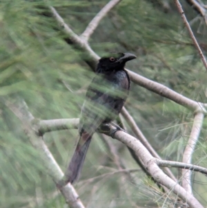 Dicrurus bracteatus at Brisbane City, QLD - 4 Dec 2023