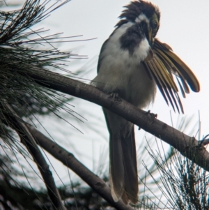 Entomyzon cyanotis (Blue-faced Honeyeater) at Brisbane City, QLD by Darcy