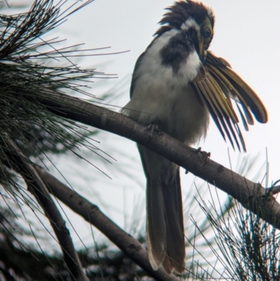 Entomyzon cyanotis (Blue-faced Honeyeater) at Brisbane City, QLD - 4 Dec 2023 by Darcy