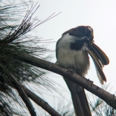 Entomyzon cyanotis at Brisbane City, QLD - 4 Dec 2023